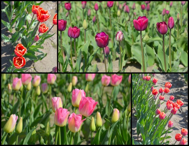 2014-04-07 Tulips